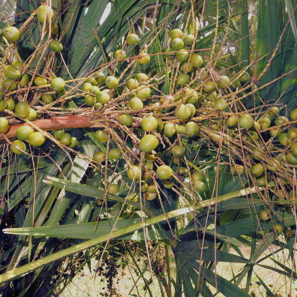 About Saw Palmetto oil