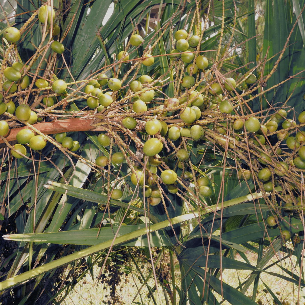 About Saw Palmetto oil - Mirasoa Cares