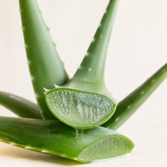 Aloe vera
