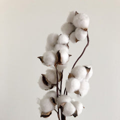 Bomullsblomma
