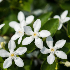 Jasmin