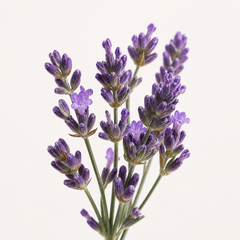 Blomknoppar