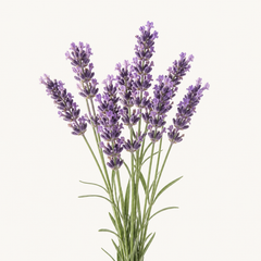 Lavendel