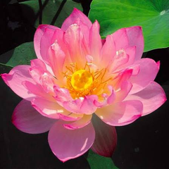 Lotus